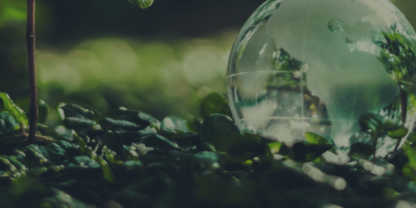 Transparent globe set on a woodland background
