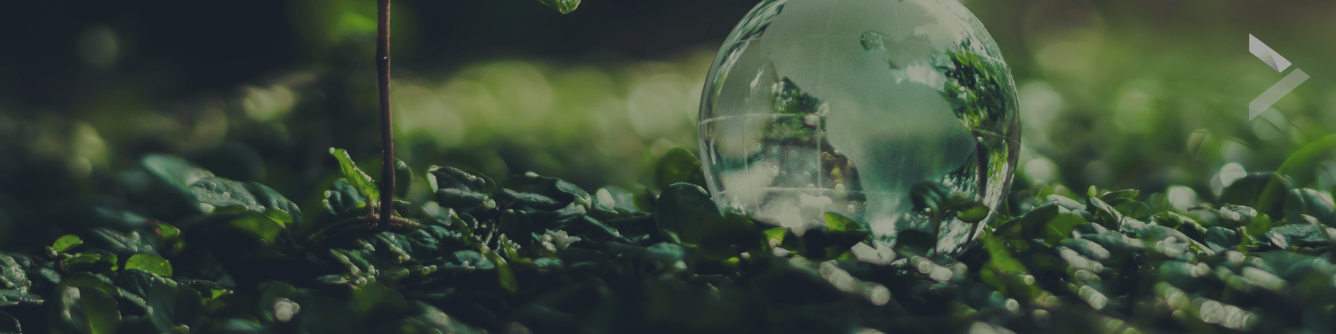 Transparent globe set on a woodland background